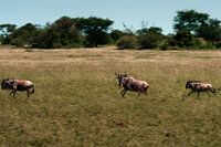 Rennende Gnus während der großen Migration – Serengeti, Tansania