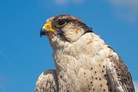 Vulture Falcon