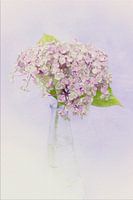 Regard de peinture Hortensia