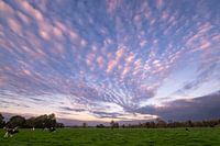 Blue-purple sky with cows in pasture during sunrise