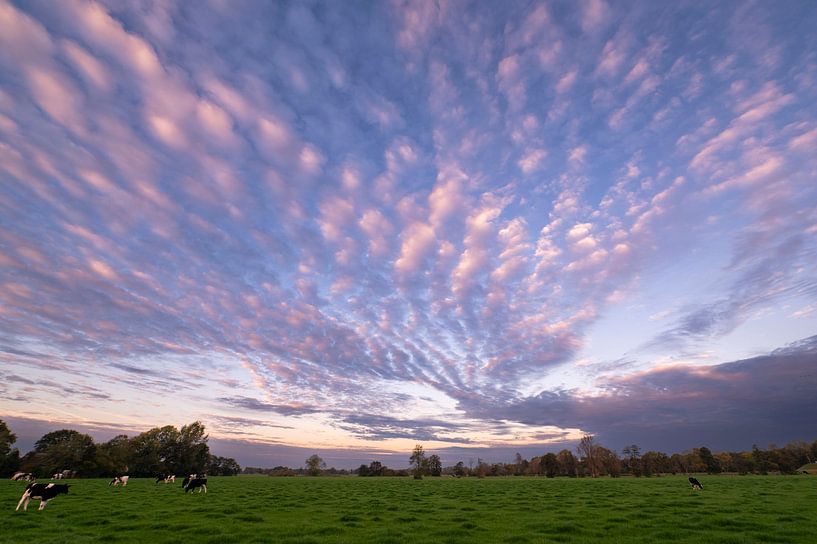 Blau-violetter Himmel mit Kühen auf der Weide bei Sonnenaufgang von Bianca Fortuin