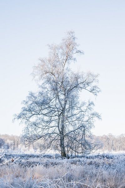 The lonely tree, Dutch nature in the winter season by Ratna Bosch