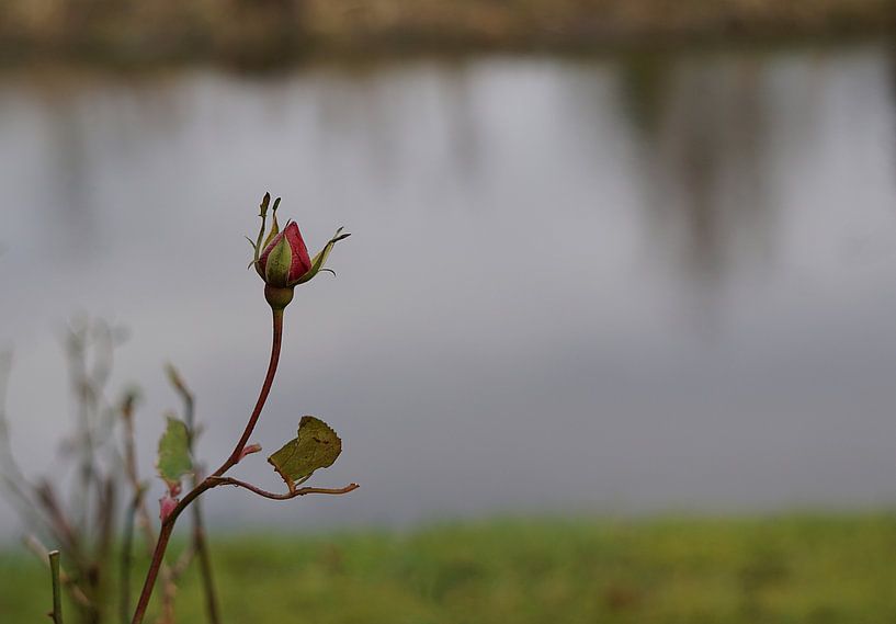 einsame Rose von joyce kool