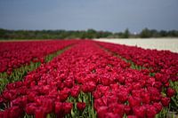 Les tulipes rouges dans la région des bulbes