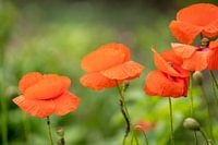 Poppies with a nice bokeh as background.