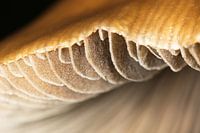 Maro opname van een zwam