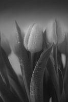 Zachte zwart witte tulp