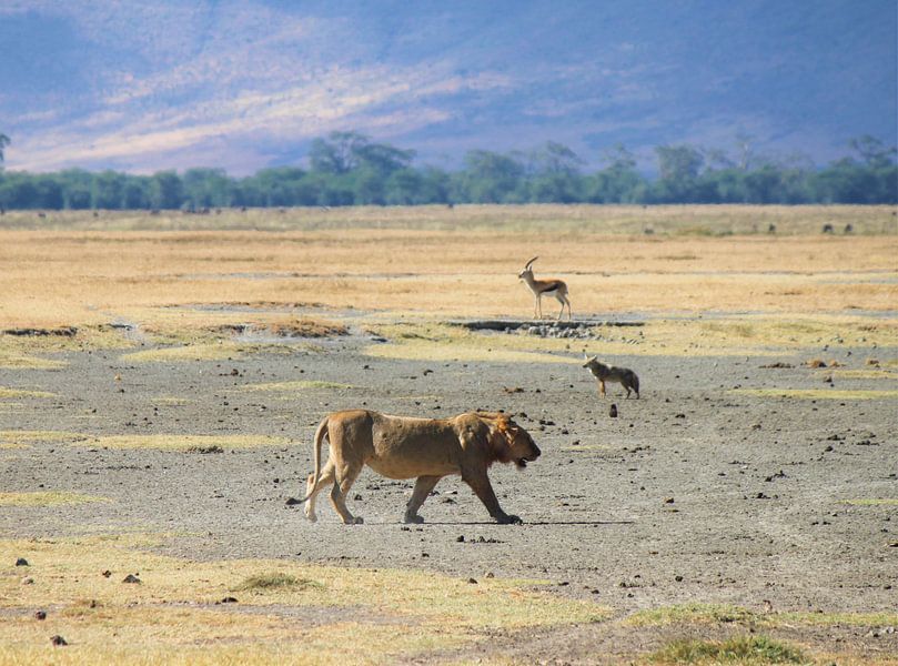 lion jackal gazelle by Roger Hagelstein