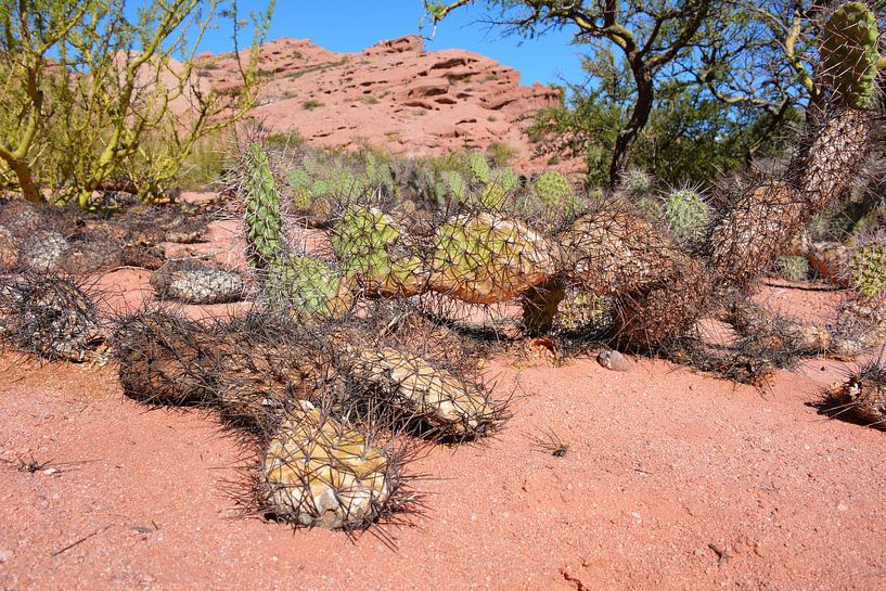 Cactus in Argentine desert by My Footprints