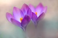 Weichzeichner-Krokus