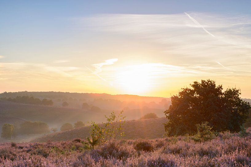 Le lever de soleil au-dessus de Heather de floraison met en place dans les collines par Sjoerd van der Wal Photographie