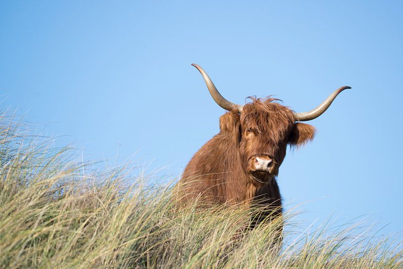 Schotse Hooglander by CreaBrig Fotografie