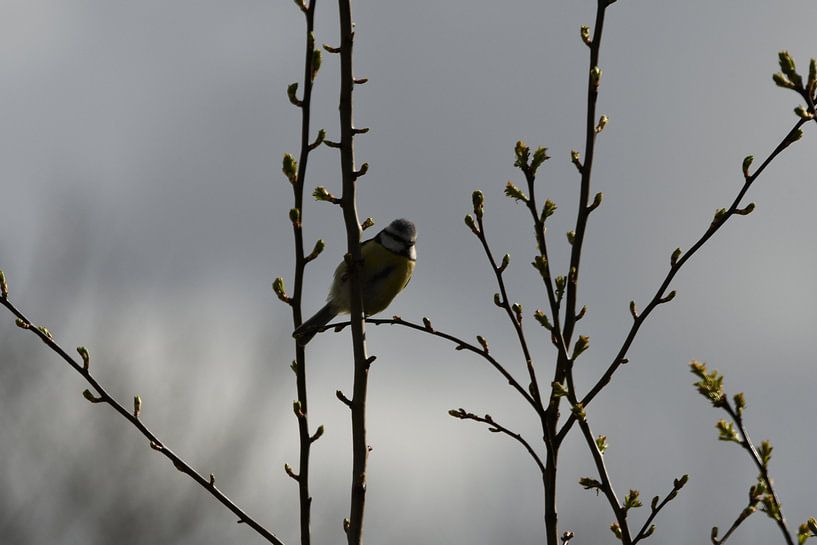 Pirate Blue Tit by Michael van Eijk
