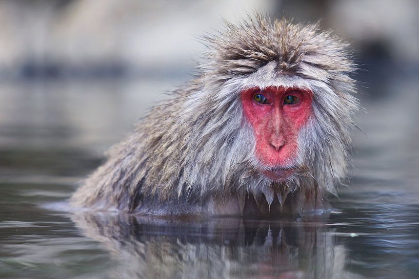 Singe des neiges par Guy Florack