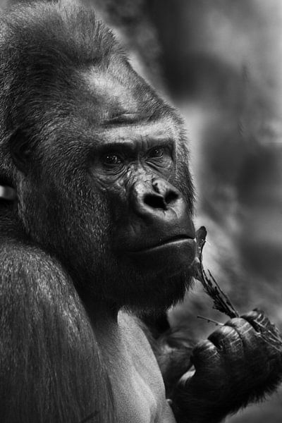 Gorille mâle calme et triste tenant une brindille, photo noir et blanc en couleurs d'acier par Michael Semenov