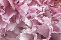 Makroaufnahme einer rosa Pfingstrose in voller Blüte, Bild 3