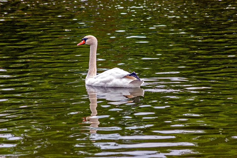 Der weiße Schwan schwimmt. von Mikhail Pogosov