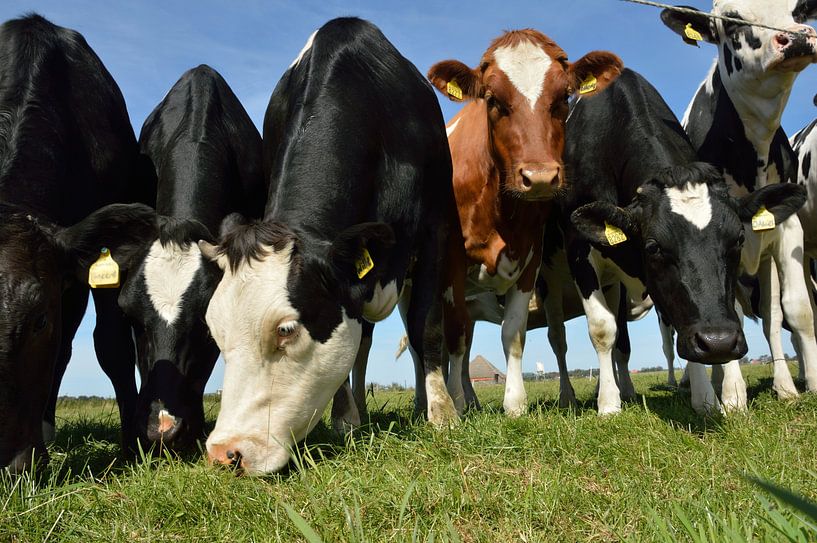 Curious cows on the beautiful island of Texel, the Netherlands by Jeffry Clemens