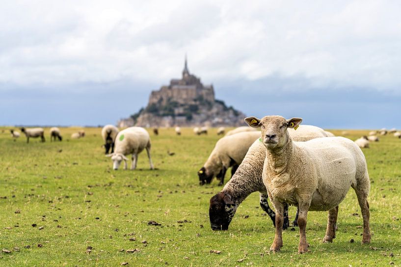 Schafe vor dem Klosterberg Mont Saint-Michel von Peter Schickert