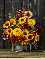 Sonnenblume pflücken