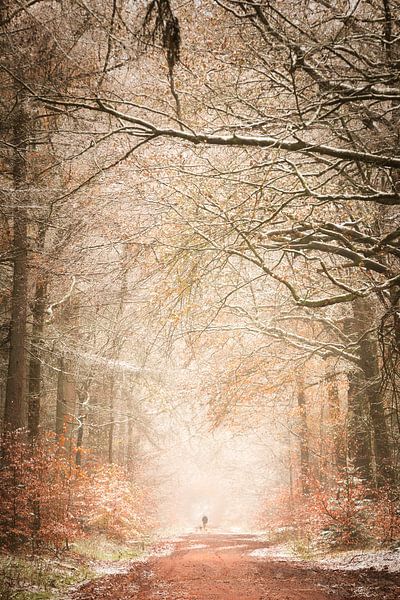 Winter im Wald von KB Design & Photography (Karen Brouwer)