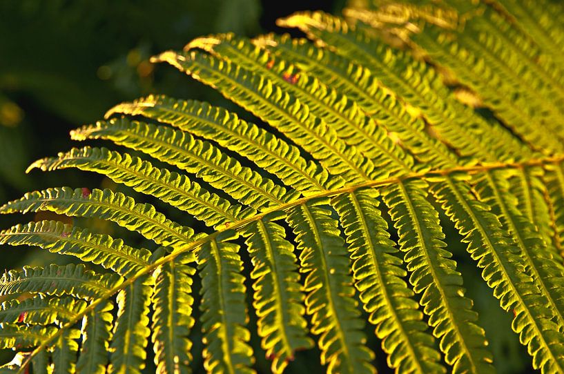 Goldenes Farnkraut im Botanischen Garten  von Silva Wischeropp