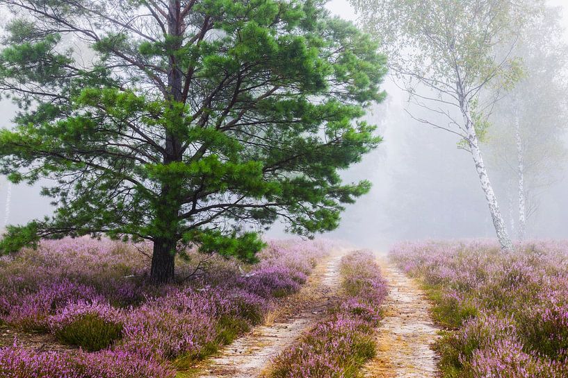 Les chemins de la détente XXVI par Daniela Beyer