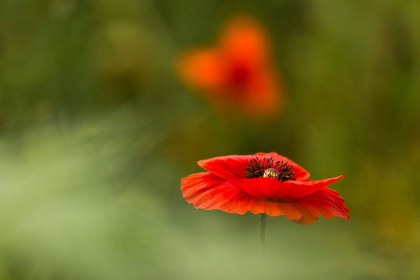 klaproos, poppy, Terheijden, Noord-Brabant, Holland, Nederland, afbeelding klaproos by Ad Huijben