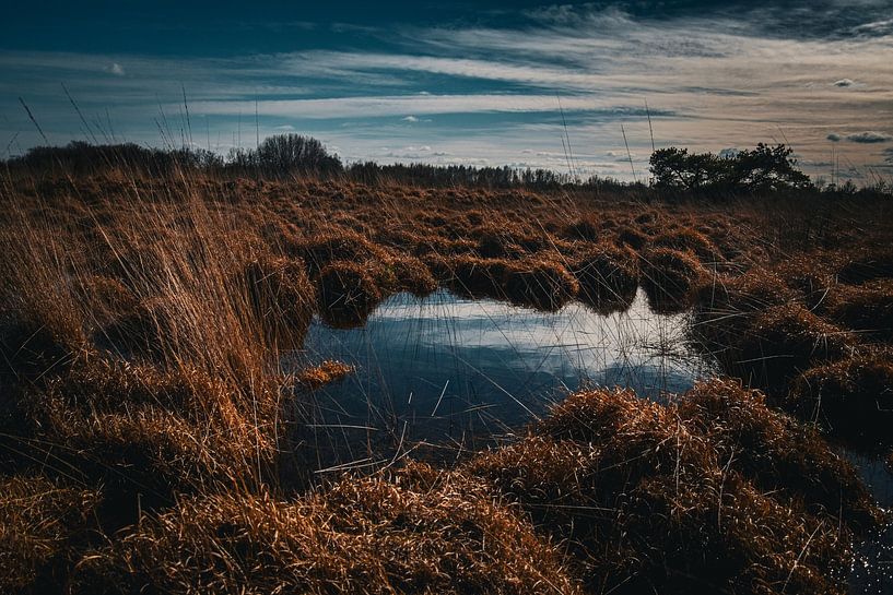 Sumpfige Heidelandschaft von Geert Van Baelen