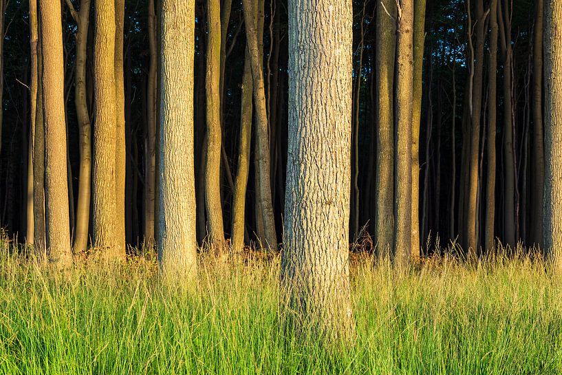 Coastal forest on the Baltic Sea coast in Nienhagen, Germany by Rico Ködder