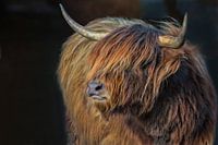 Highlander écossais II