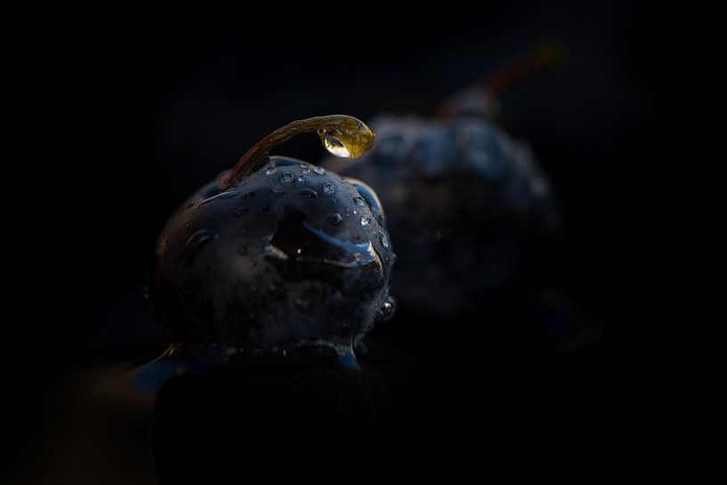 Blauwe bes met waterdruppels von Jenco van Zalk