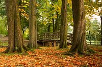 Chestnut trees drop their leaves first