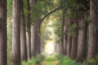 Die verlorene Hirsch