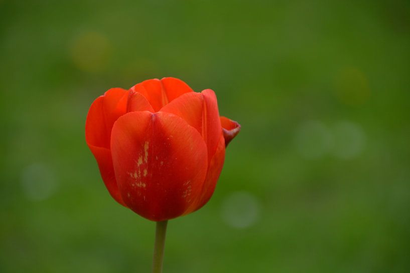 Tulipe rouge par FotoGraaGHanneke