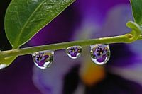 VIOOLTJES, DRUPPELS EN REFLECTIES