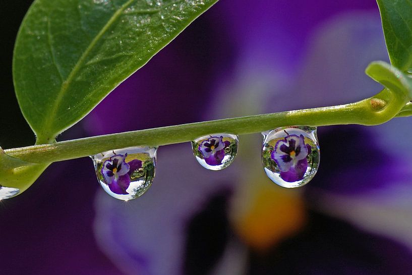VIOOLTJES, DRUPPELS EN REFLECTIES van Mieke van der Beek