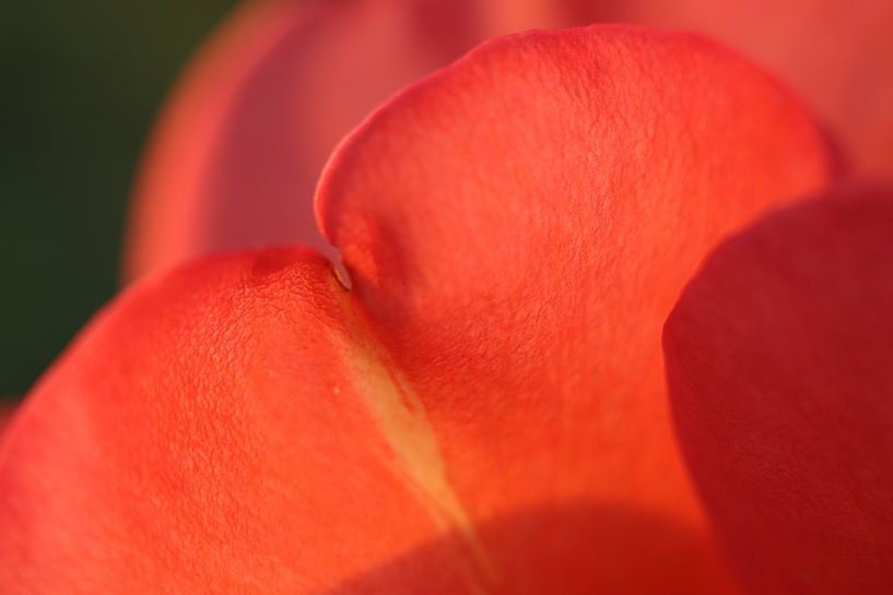 Shadow play of the sun on rose petals by Geert Naessens