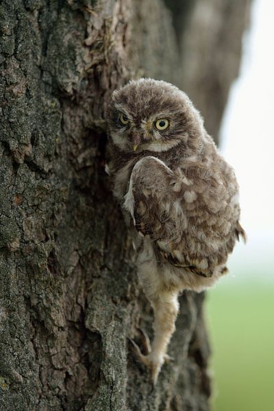 Climbing owl... Little Owl *Athene noctua*, young Little Owl, Stei by wunderbare Erde