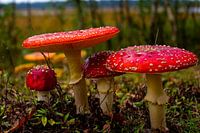 schöne Gruppe von Fliegenpilzen