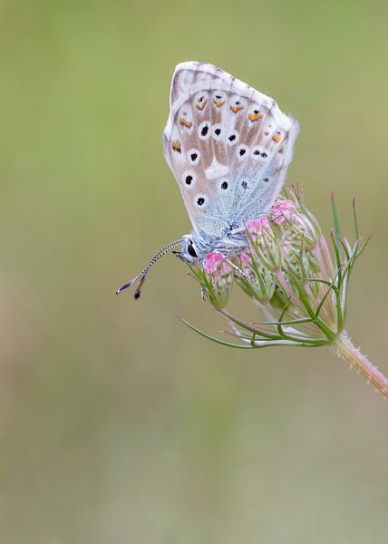 Pale Blue by Martin van der Kruijk