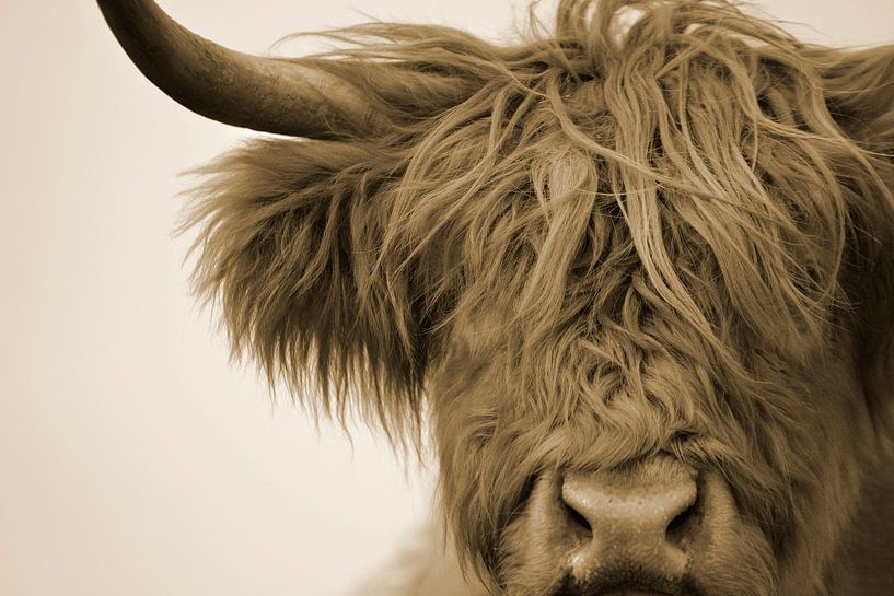 Scottish highlander detail head sepia by Sascha van Dam
