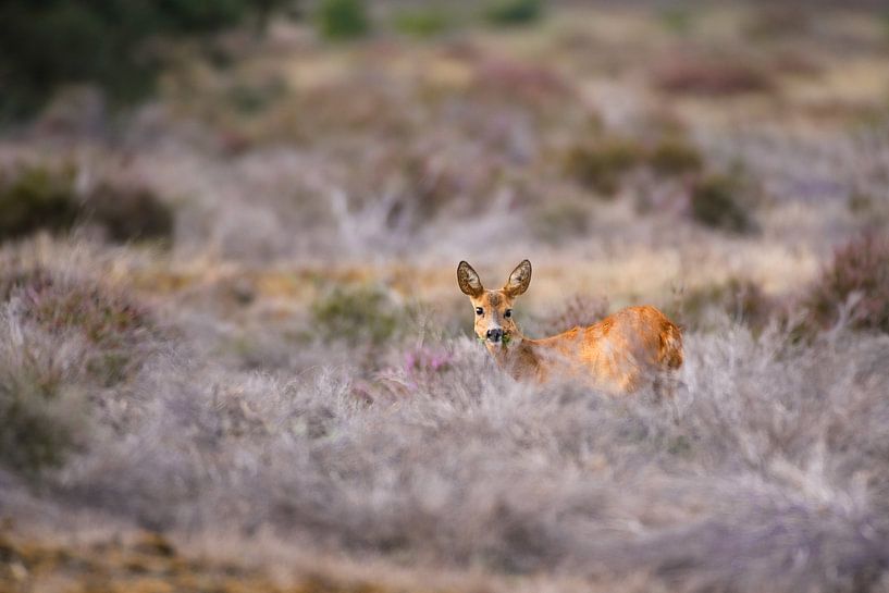 Roe deer by Andy van der Steen - Fotografie
