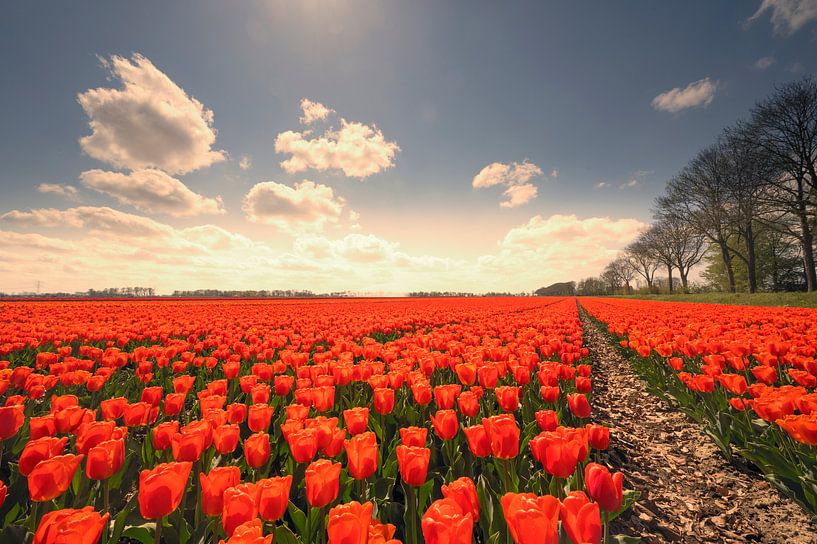 Tulipes poussant dans des champs agricoles au printemps  par Sjoerd van der Wal Photographie