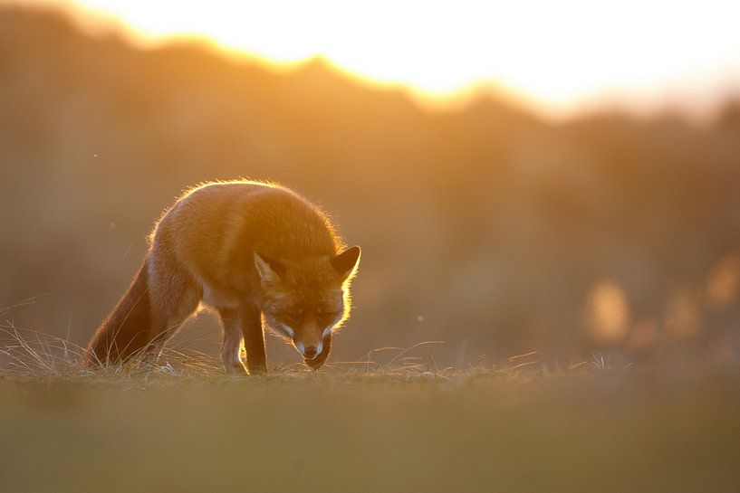 Avondwandeling van Pim Leijen