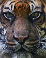 Les yeux d'un tigre