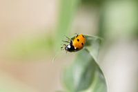 Ladybug