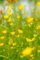 yellow flowers in a feeld of green