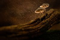 Mushrooms in the rain