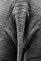 Elephant tail black and white
